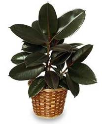 Rubber Plant from Crestwood Flowers, your flower shop in Kansas City