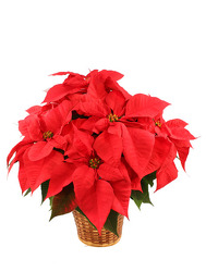 Poinsettia from Crestwood Flowers, your flower shop in Kansas City