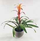 Bromeliad from Crestwood Flowers, your flower shop in Kansas City
