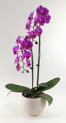 6" Colorful Orchid from Crestwood Flowers, your flower shop in Kansas City