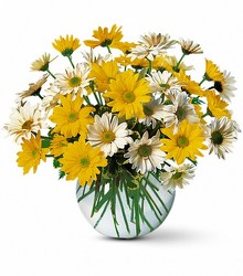 Daisy Bowl from Crestwood Flowers, your flower shop in Kansas City