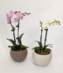 4" Colorful Orchid from Crestwood Flowers, your flower shop in Kansas City