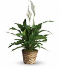 Peace Lily - Spathiphyllum from Crestwood Flowers, your flower shop in Kansas City