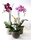Phalaenopsis Orchid from Crestwood Flowers, your flower shop in Kansas City