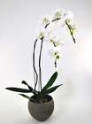 White Phalaenopsis from Crestwood Flowers, your flower shop in Kansas City