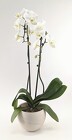 6" White Orchid from Crestwood Flowers, your flower shop in Kansas City